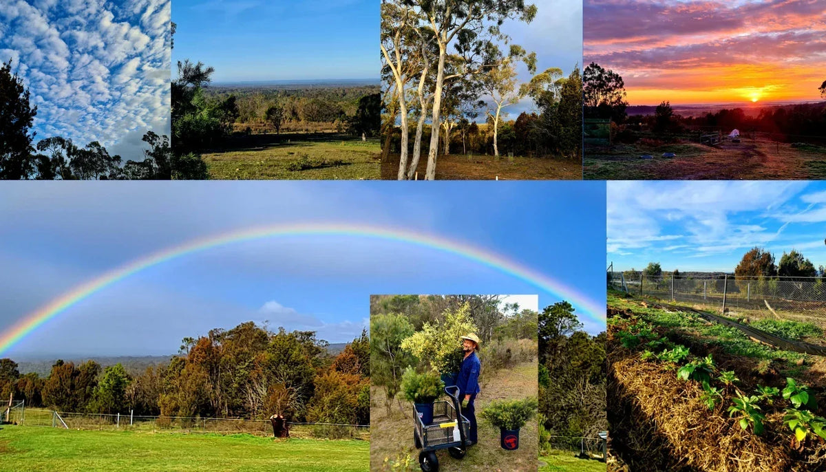 Fiokhea flower farm. Unique cloud formations, the view from the house paddock out over the valley, gum trees before a storm, early morning sunrise, a rainbox spanning the valley below the farm, Duncan harvesting from the bush, and planted flower bed rows.