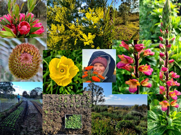 What’s Blooming in August on this Canberra Region Flower Farm?