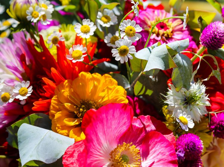A bright and vibrant mix of poppies, matricaria zinnia, dahlias and gomphrena